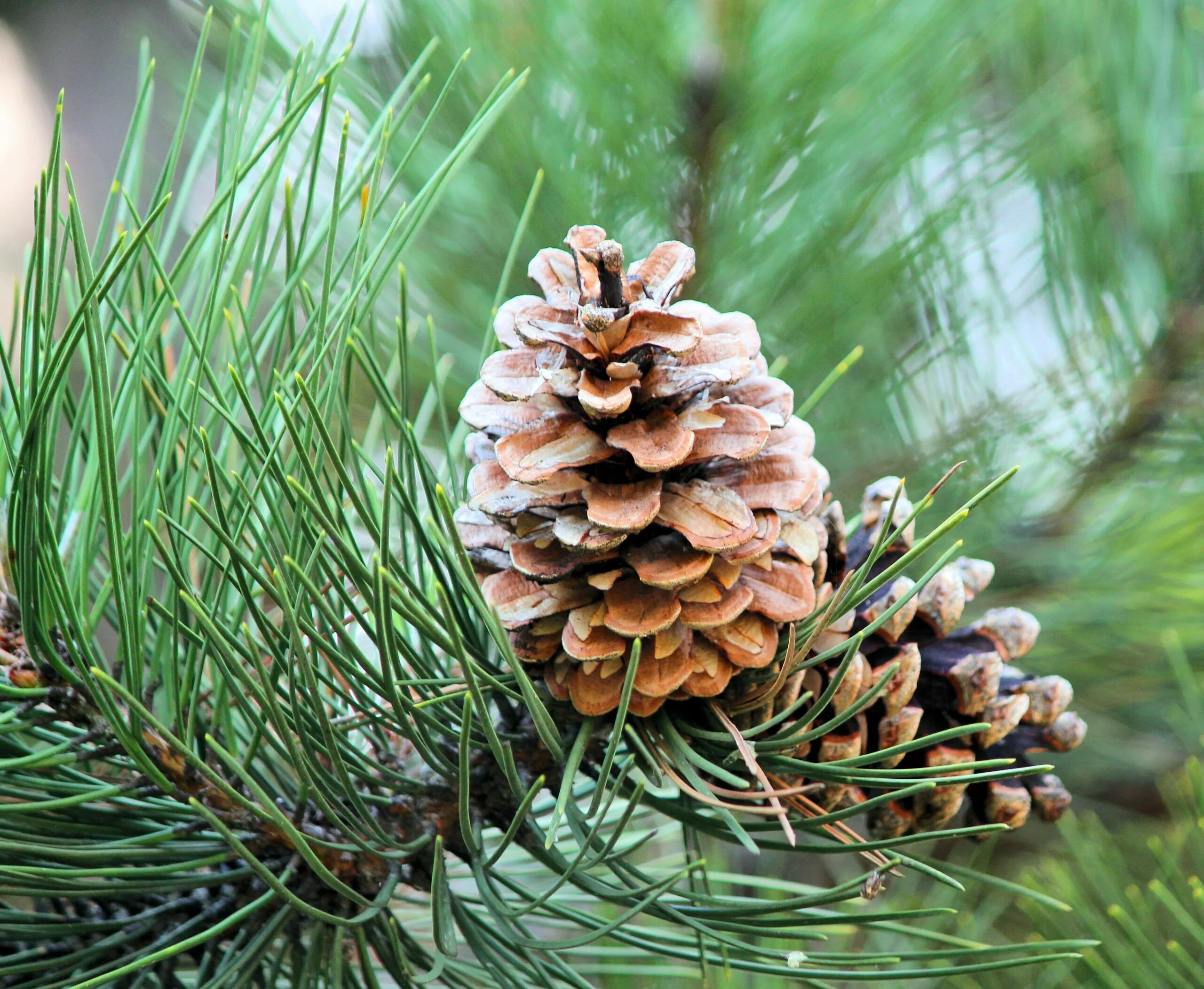 Хвойные сосновые. Сосна Пиния шишки. Pinus pinea шишка. Сосна Крымская шишка. Сосна Крымская хвоинки.