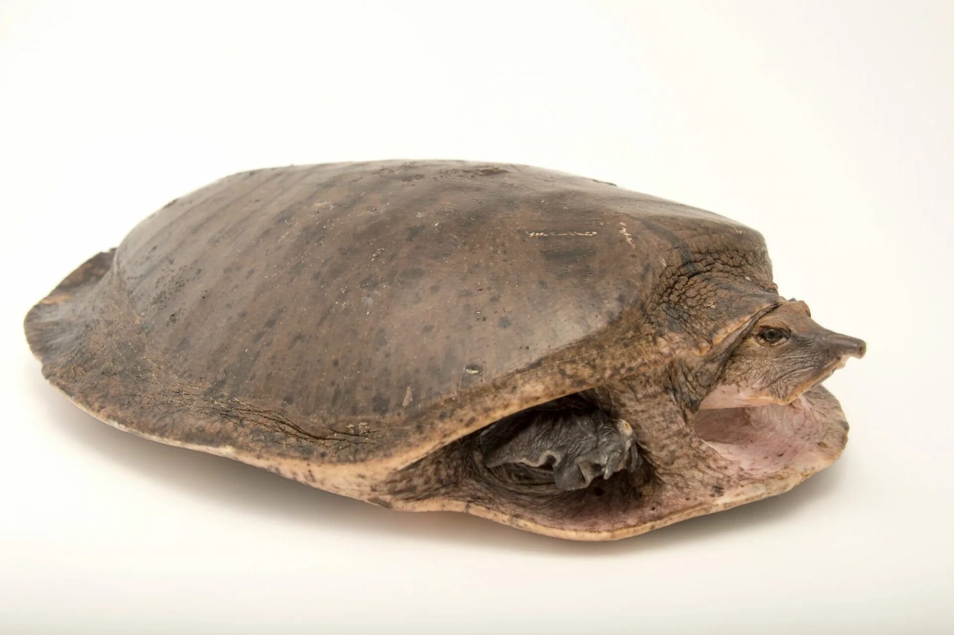 Left turtle. Flapshell Turtle. Cycloderma frenatum.