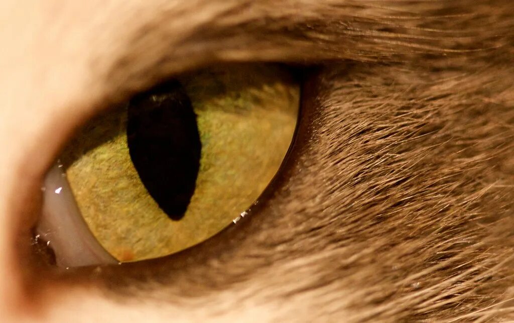 Желтыми как кошачьи глаза какое средство. Увеит иридоциклит у кошек. Увеит, Ирит, иридоциклит.