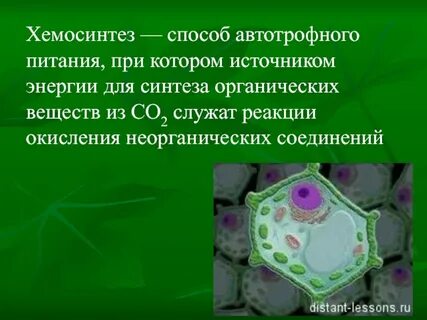 Автотрофное питание растительных клеток
