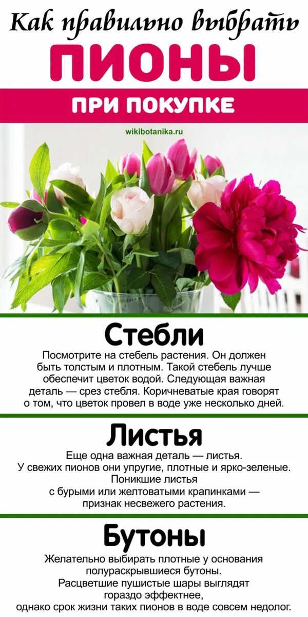 Пионы чтоб дольше стояли в воде что. Чтобы пионы дольше стояли в вазе. пионы чтоб дольше стояли. как выбрать пионы. пионы долго стоят.