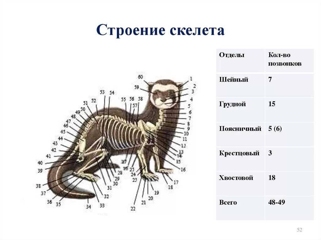 Особенности внешнего строения животных