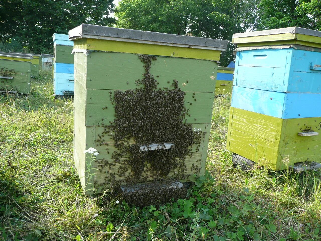 Лагерь карники тульская область. Пасека дмитриевых в башкирии. Пасека дмитриевых в башкирии. Кочевая пасека поздняковых династия пчеловодов. Пасека дмитриевых.