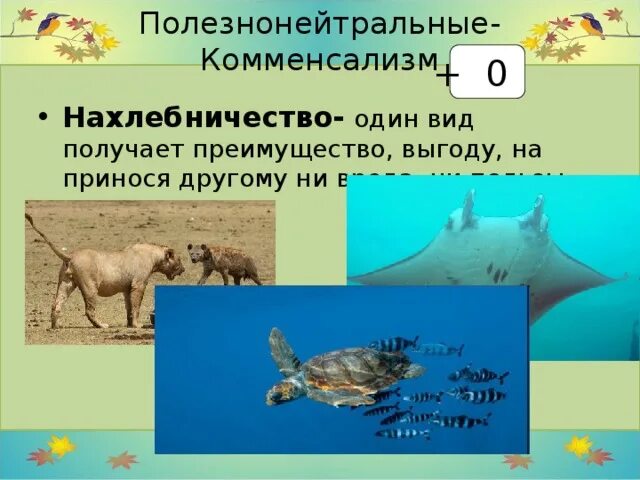 Комменсализм сотрапезничество. Комменсализм нахлебничество квартиранство. Примеры комменсализма нахлебничество в природе. Комбисализм нахлебнисество примеры.