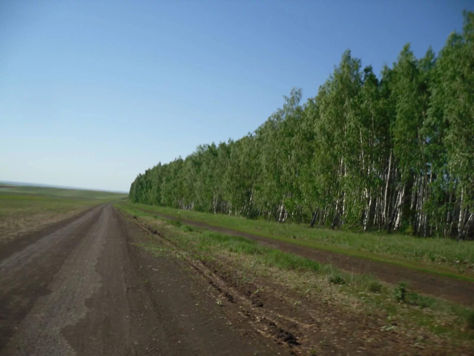 Лесополосы в Ростовской области. Лесные полосы. Защитные Лесные насаждения. Лесопосадки вдоль дорог.