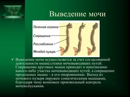 Выведение мочи последовательность