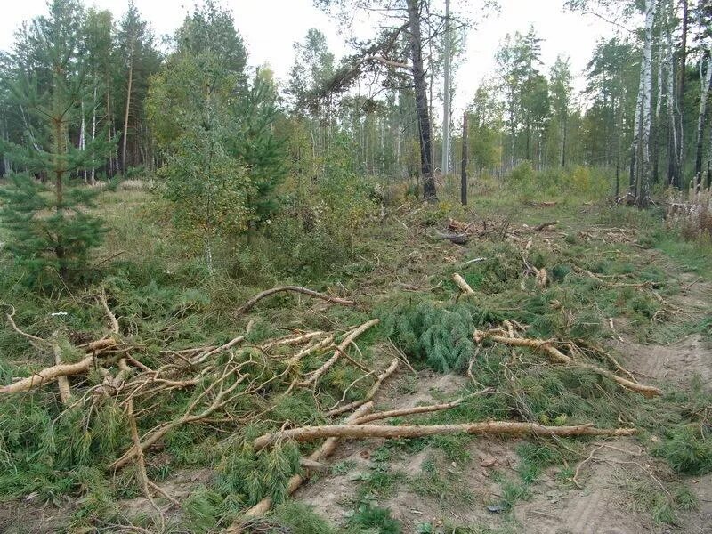 Земли лесного фонда карелия. Деревья в лесу. Земли лесного фонда красноярск. Леса в аренду новосибирск. Леса в аренду новосибирск.