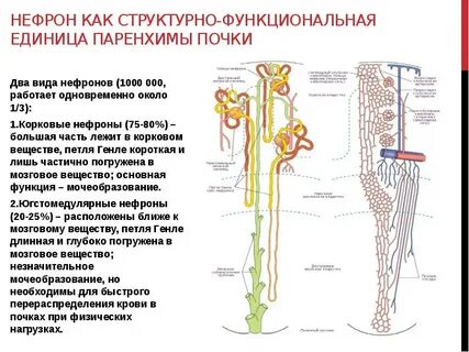 Какова роль почечных канальцев