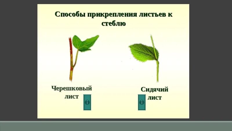 Тип листа 1) черешковый 2) сидячий. Черешок листа. Черешковый 2) сидячий. Черешковое прикрепление листа.