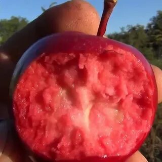 Ред кетти описание