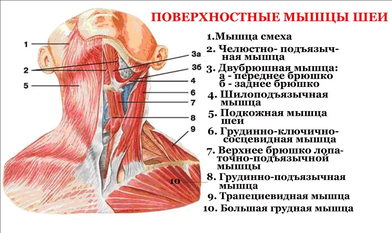 Болит голова и мышцы шеи. Строение мышц шеи вид спереди. Анатомическое строение шеи сбоку.