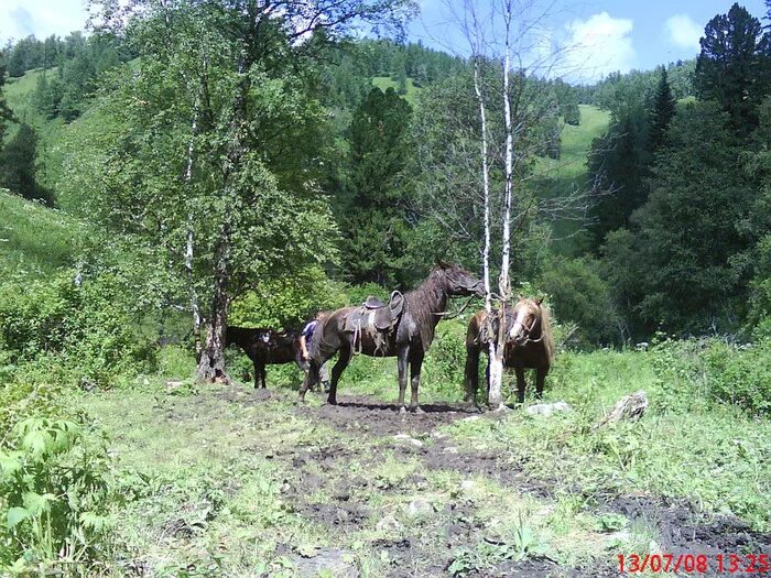 Дневник республика алтай. Конные прогулки Чемал. Агария Алтай. Турбаза Агария горный Алтай. Чемал Конная база.