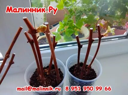 Как правильно черенковать виноград