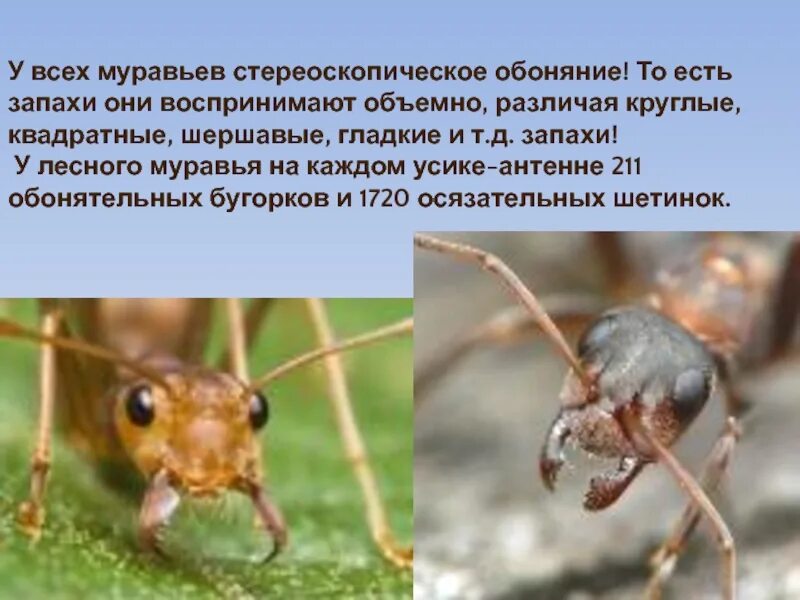 Запахи не любят муравьи. У муравьев есть обоняние. муравьи с плохим обонянием. доклад про муравья 2 класс окружающий мир. проект для ребенка 6-7 лет на тему муравьи.