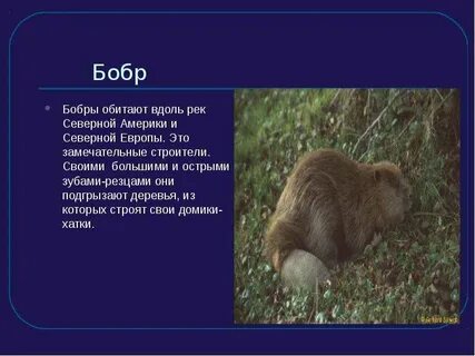 Как переводится бобра