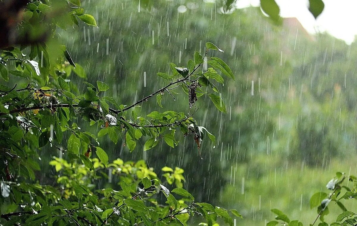 Трава омытая дождем. Летний дождь. Ливень. Природа дождь. Лето дождь.