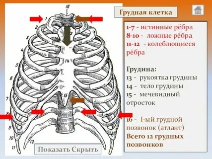 Грудная клетка у детей 3 лет