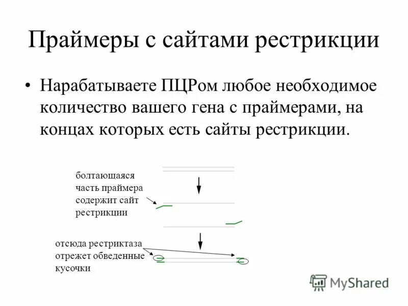 Рестрикция. Сайты рестрикции. Задачи на рестрикцию с решением. Праймеры для ПЦР.