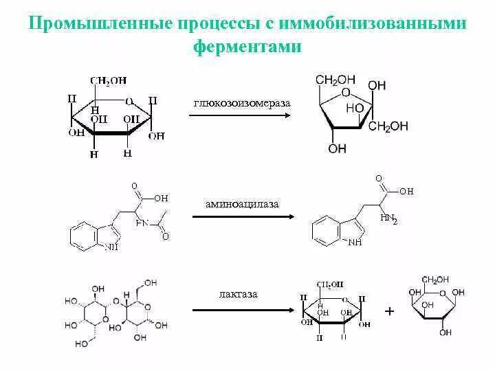 Фермент аминоацилаза. Схема получения иммобилизованной аминоацилазы.. Способы получения ферментов. Глюкоизомераза фермент.