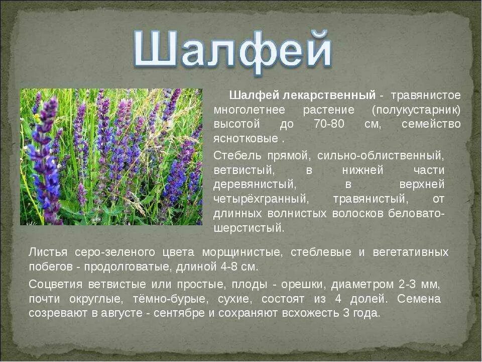 Шалфей лечебный описание. Шалфей Луговой многолетние. Шалфей 1 растение. Шалфей описание растения.