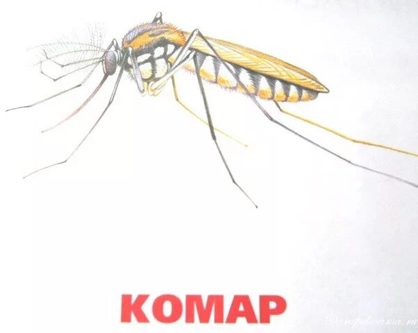 Комары схема слова