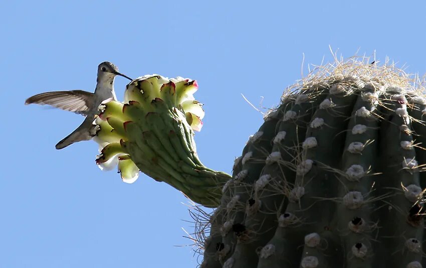 Какие отношения между змеей и кактусовым сычом. Кактус Сагуаро. Кактус Сагуаро Северной Америки. Пустынный Кактус Сагуаро\. Кактус Сагуаро в пустыне Сонора.