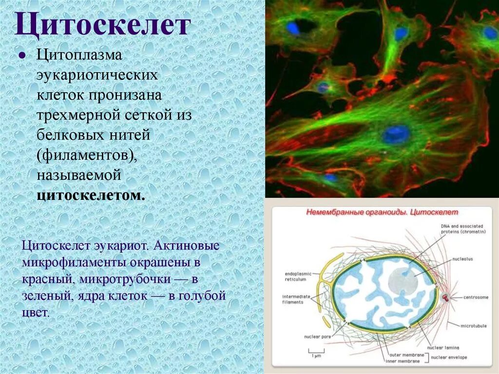 Строение и функции цитоскелета. Цитоскелет микротрубочки строение. Строение цитоскелета в эукариотической клетке. Строение цитоплазмы цитоскелет. Цитоскелет клетки какой органоид