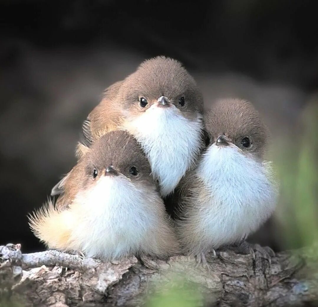 Милая белая птичка. Маленькая беленькая птичка. Шима-энага японская синица. Милые птицы. Милые птицы.