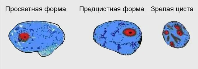 Дизентерийная амеба под микроскопом. Большая вегетативная форма дизентерийной амёбы. Большая вегетативная форма дизентерийной амёбы. Трофозоит дизентерийной амебы. Forma magna дизентерийной амебы.