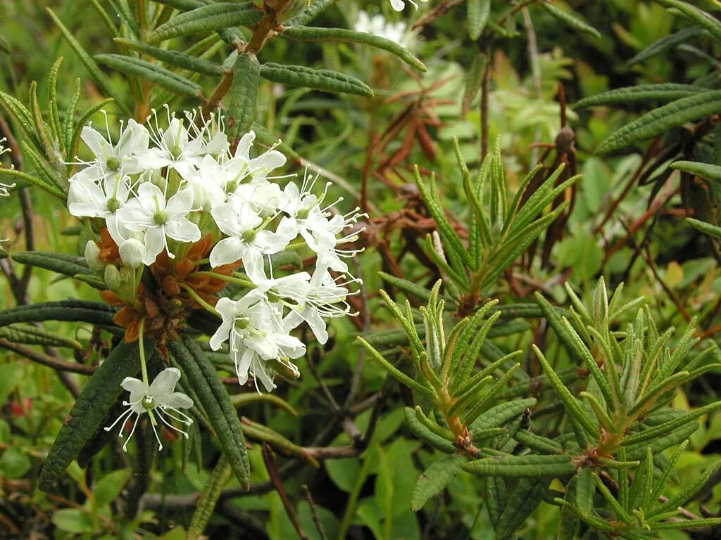 Багульник болотный отзывы. Багульник болотный. Багульник (Ledum palustre). Багульник болотный Сибирский. Багульник болотный Якутия.