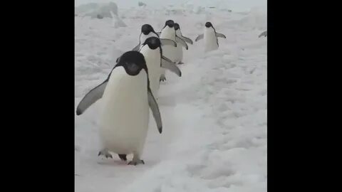 Видео пингвин с пятницей