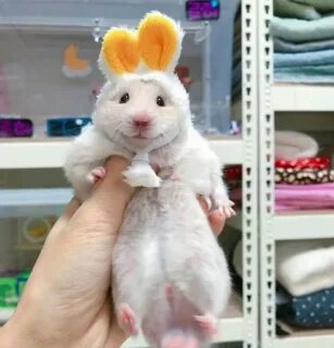 Hamster ceo