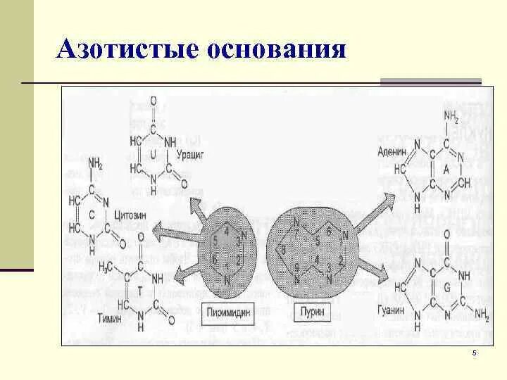 5 Азотистых оснований. Азотистые основания РНК формулы. Строение азотистых оснований. Азотистые основания нуклеиновых кислот.