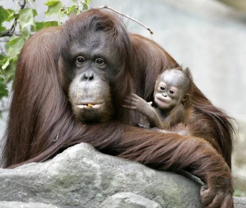 Детеныш обезьяны. Смешные животные. Мама и малыш животные. Орангутанг. Смешные животные для детей