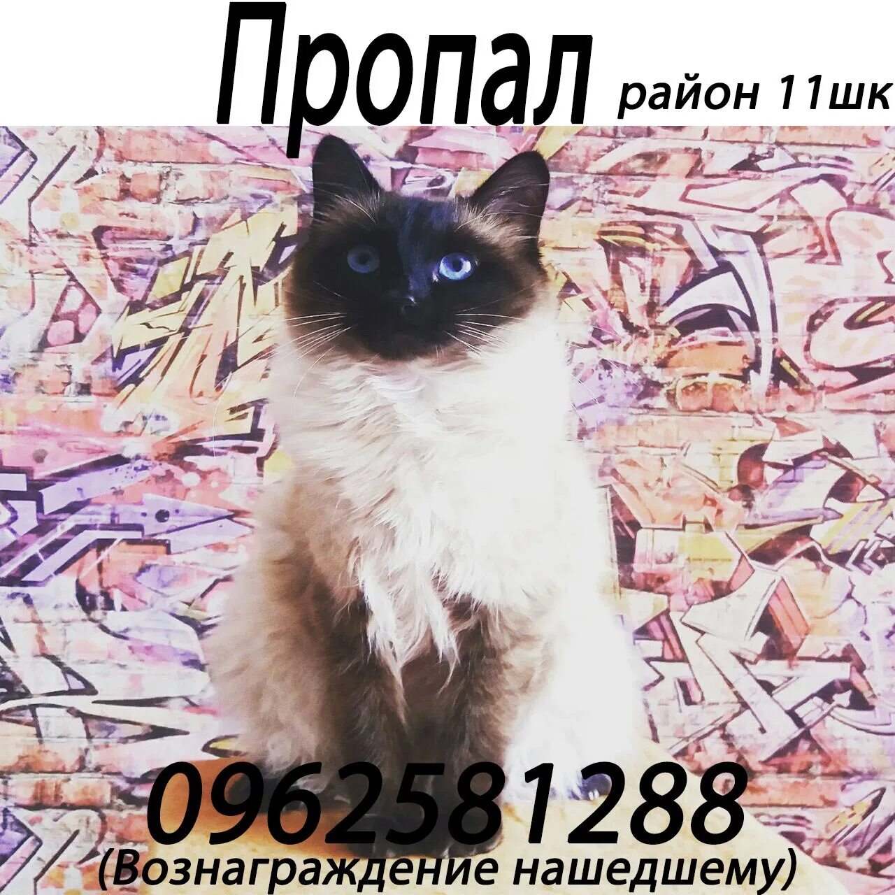 Нашедшему вознаграждение объявление. Нашедшему вознаграждение объявление. Пропала собака город орск вознаграждение 30000. Найти за вознаграждение. Вознаграждение гарантировано нашедшему.