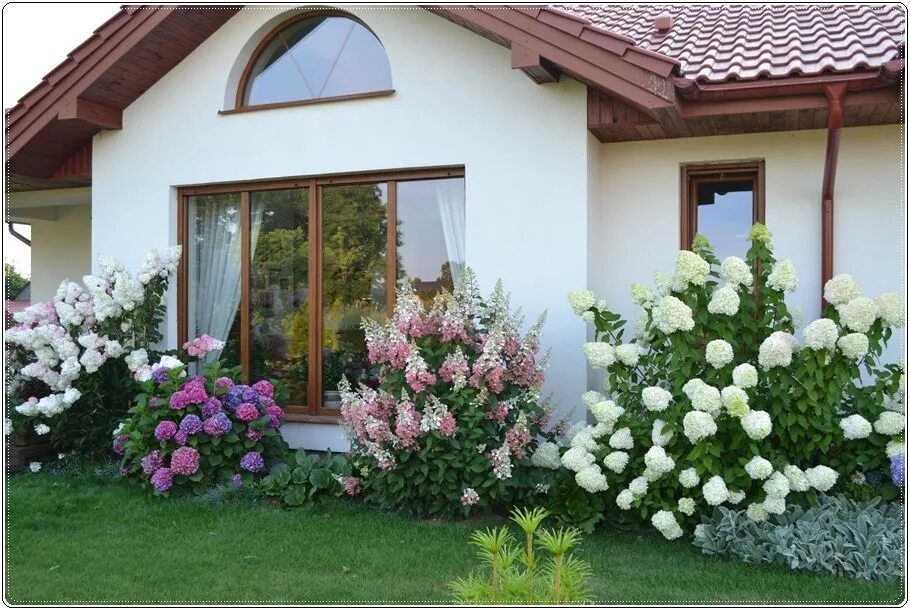 Гортензия метельчатая (Hydrangea paniculata Touch of pink C5). Остаток шт 8