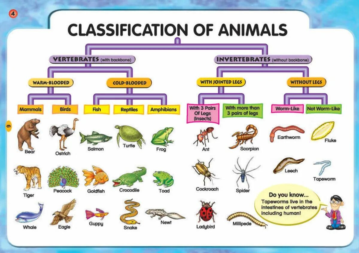 Different kind of animal. Царство животных классификация схема. Систематика животных беспозвоночные и позвоночные. Систематика беспозвоночных животных схема. Цепочка классификации животных.