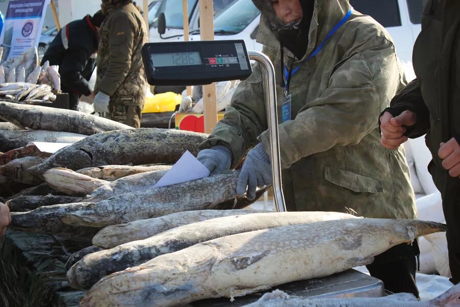 Кандевка рыба Якутии. Якутская рыба Хилукс. Большая рыба в Якутии. Рыба Чир Якутия.