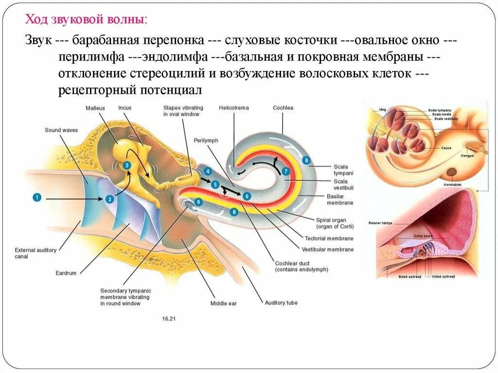 Слуховые косточки барабанная перепонка волосковые клетки. Звуковая волна колеблет барабанную перепонку схема. Схема передачи звукового сигнала в ухе. Волосковые клетки слухового анализатора строение. Колебание барабанной перепонки передача импульсов