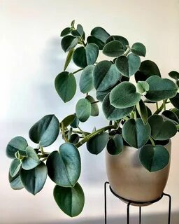 Plants 2019
