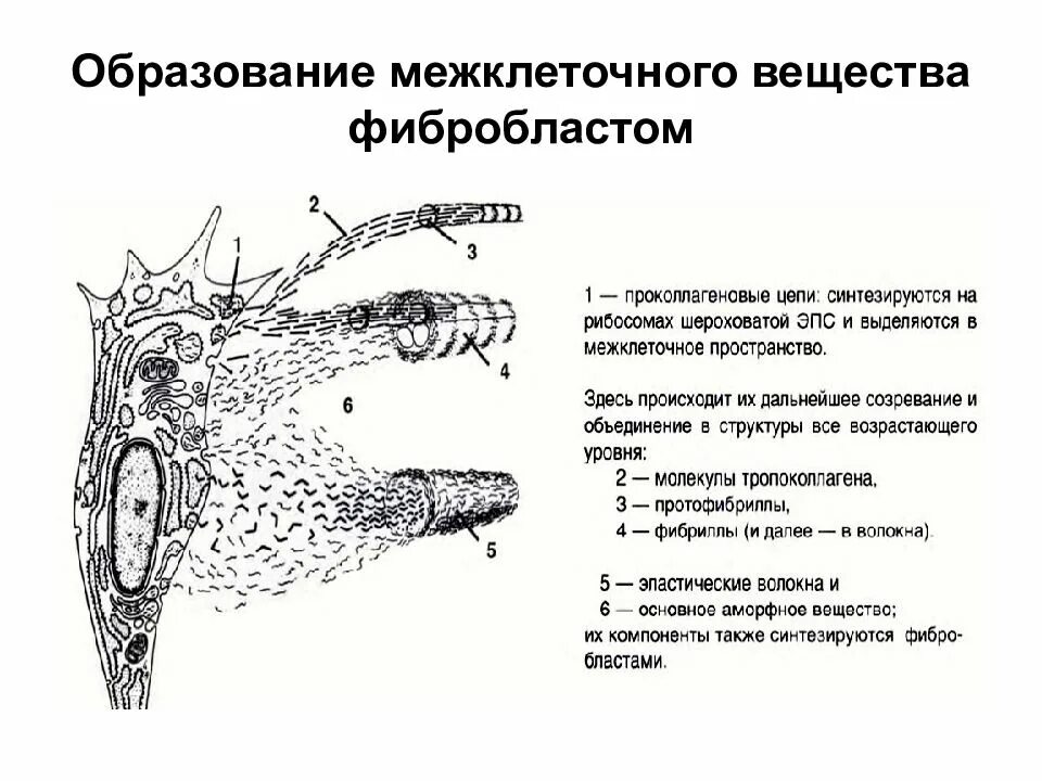 Строение эпителиальной ткани межклеточное вещество. Образование межклеточного вещества соединительной ткани. Слизистая соединительная ткань. Образование межклеточного вещества соединительной ткани. Межклеточное вещество соединительной ткани.