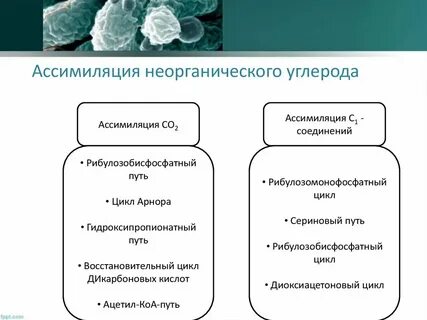 Неорганический углерод