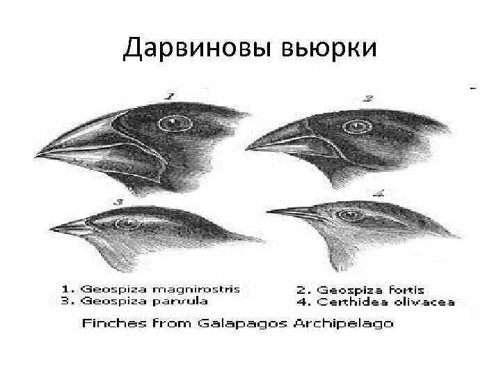 Разнообразие галапагосских вьюрков. Галапагосские вьюрки клювы. Дарвин вьюрки Галапагосские острова. Клювы Вьюрков Дарвина. Галапагосские вьюрки дивергенция.