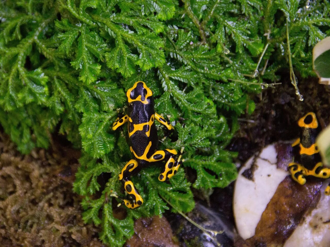 Священный древолаз. Желтый древолаз. Yellow Banded Poison Dart Frog. Древолаз лягушка Продолжительность жизни. Лягушка беспозвоночная