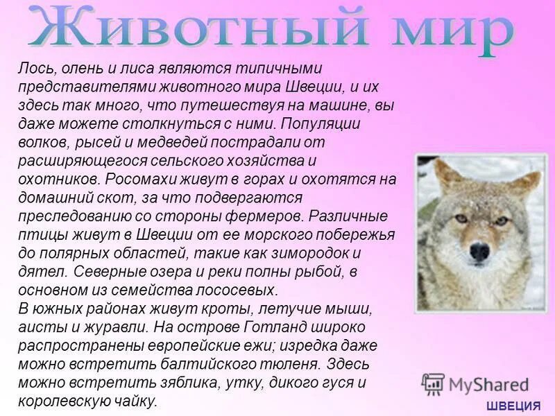 Волк и лиса является. Сообщение о популяции Волков. Популяция Волков в России. Соседствующие популяции волка кратко. Животный мир представлен типичным.