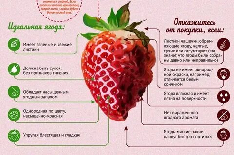 Сколько живет клубника