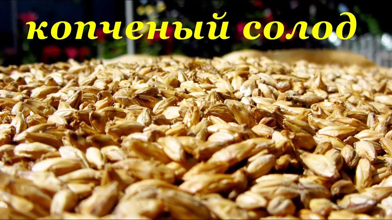 Солод содержание. Копченый солод. копчение солода. солод растет.