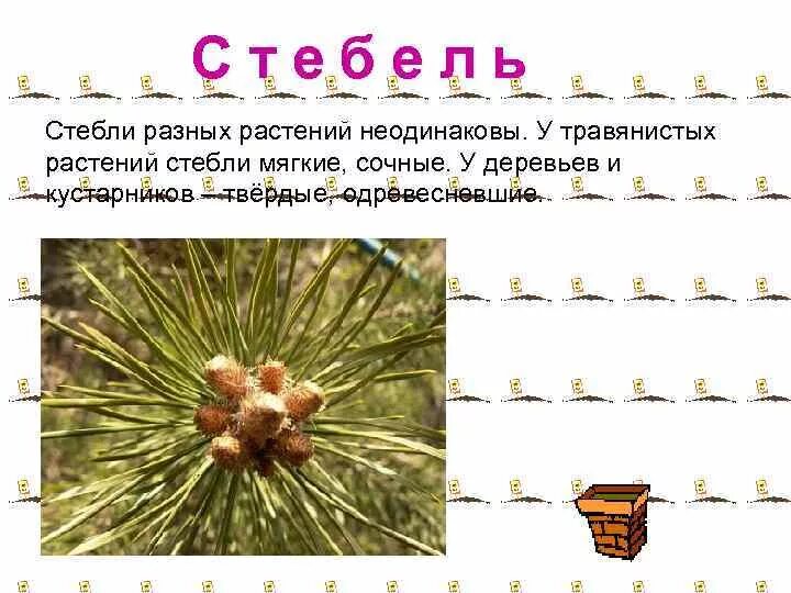 Несколько стволиков у каких растений. Стебли разных растений. растение с сочными стеблями. растения с мягкими сочными стеблями. мягкие сочные стебли у какого растения.