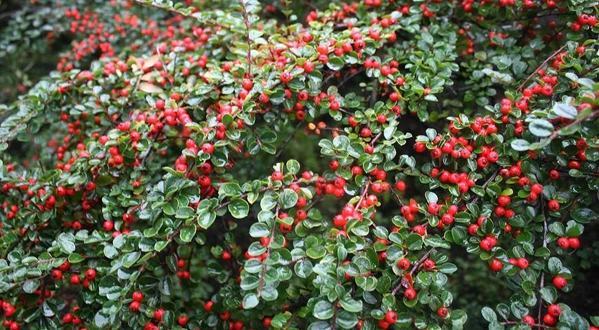 Кизильник Даммера. Кизильник (Cotoneaster). Кизильник Даммера куст.