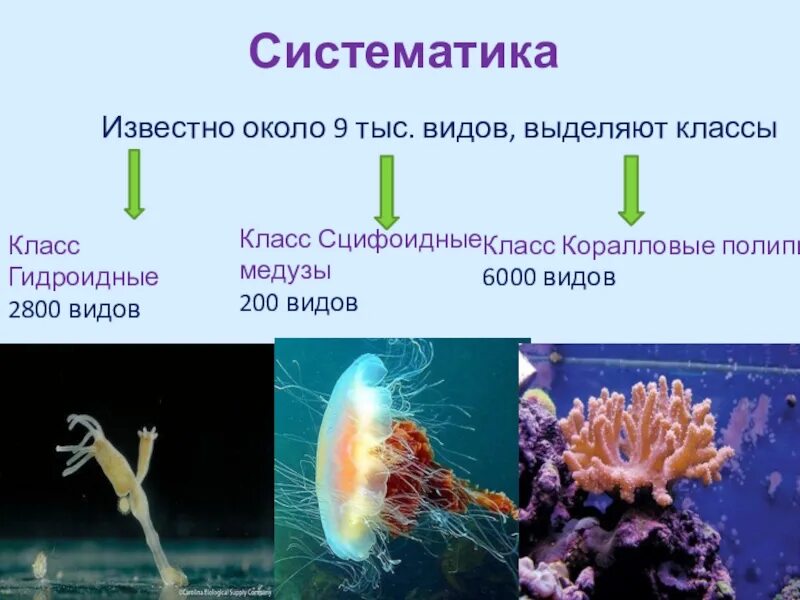 Таблица гидроидные сцифоидные коралловые полипы 7 класс. Систематика сцифоидных медуз. Биология класса Гидроидные. Классификация кишечнополостных класс гидроидных. Гидроидные полипы систематика.